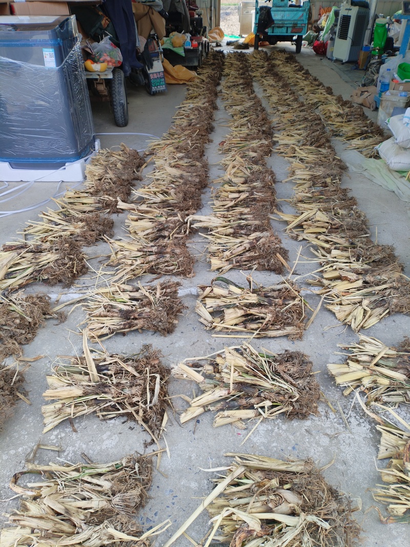 早熟真双季茭白荣民三号茎基控干蔸