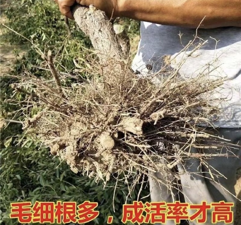 山东沾化冬枣苗嫁接苗提供免费技术可视频看货