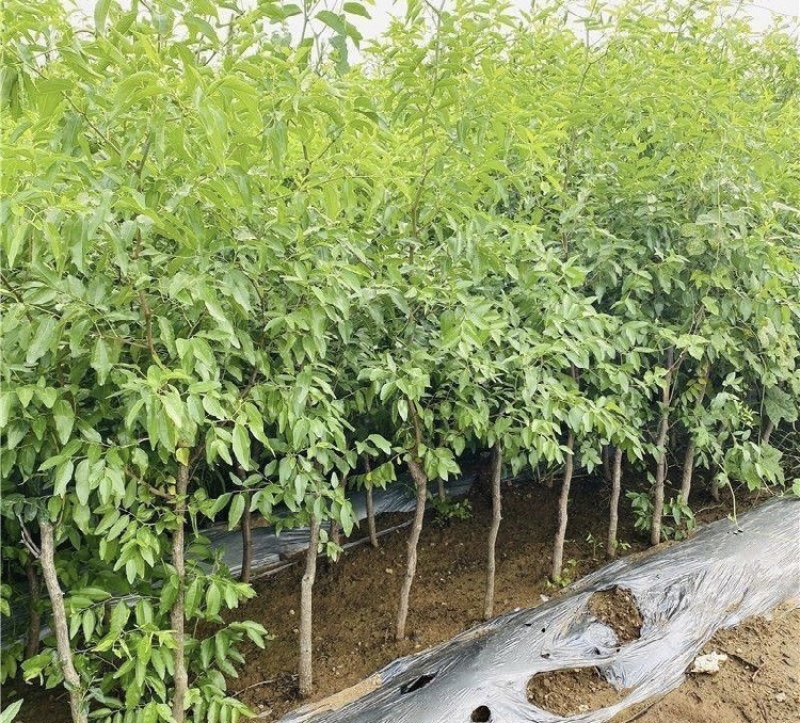 山东沾化冬枣苗嫁接苗提供免费技术可视频看货