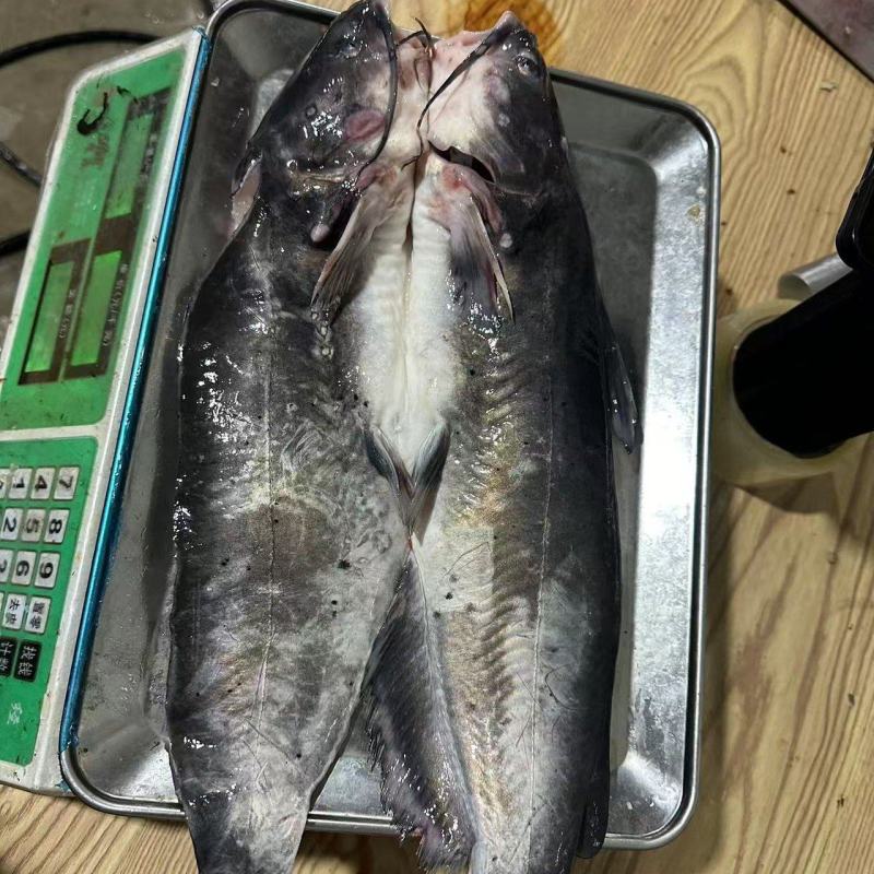 冷冻现杀清江鱼