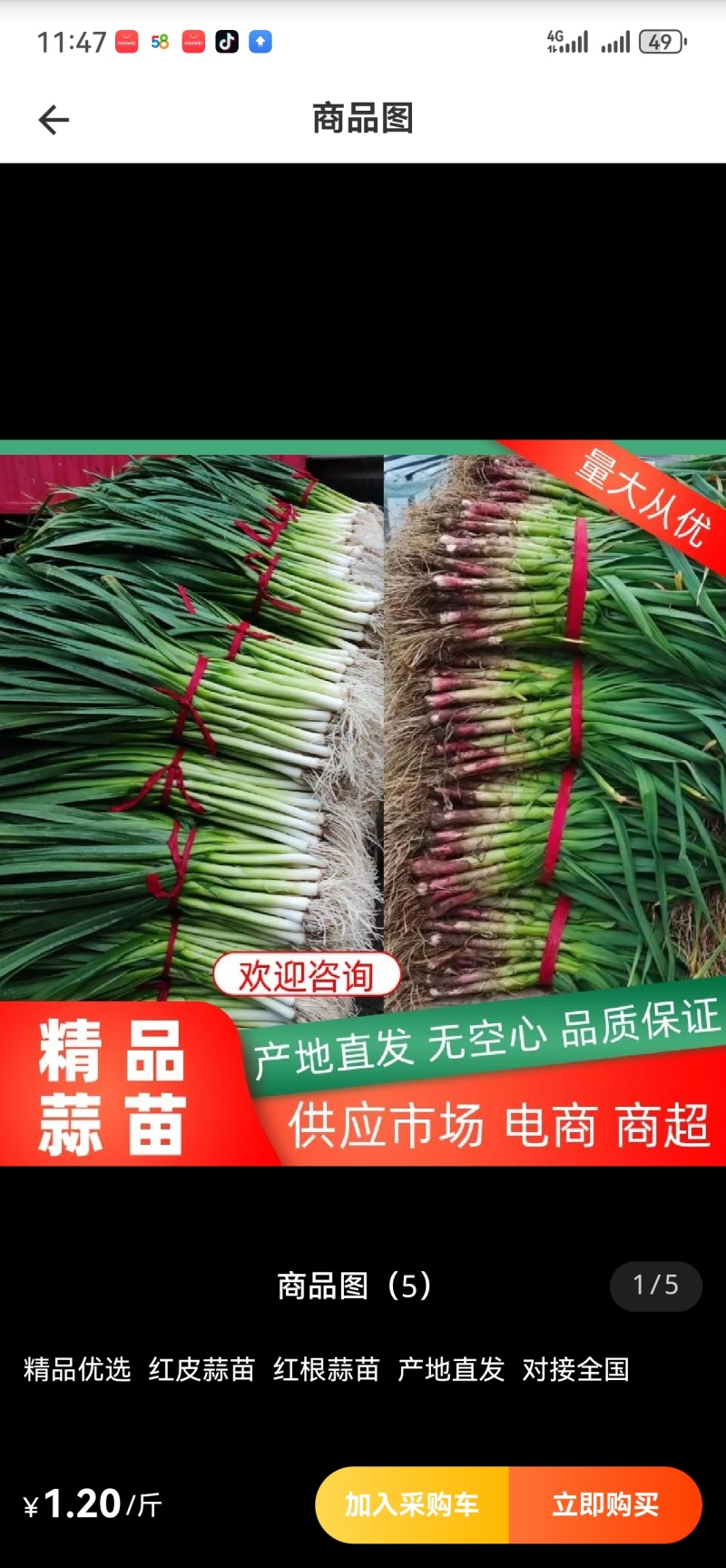 精品大棚蒜苗质量保证货源充足对接商超市场