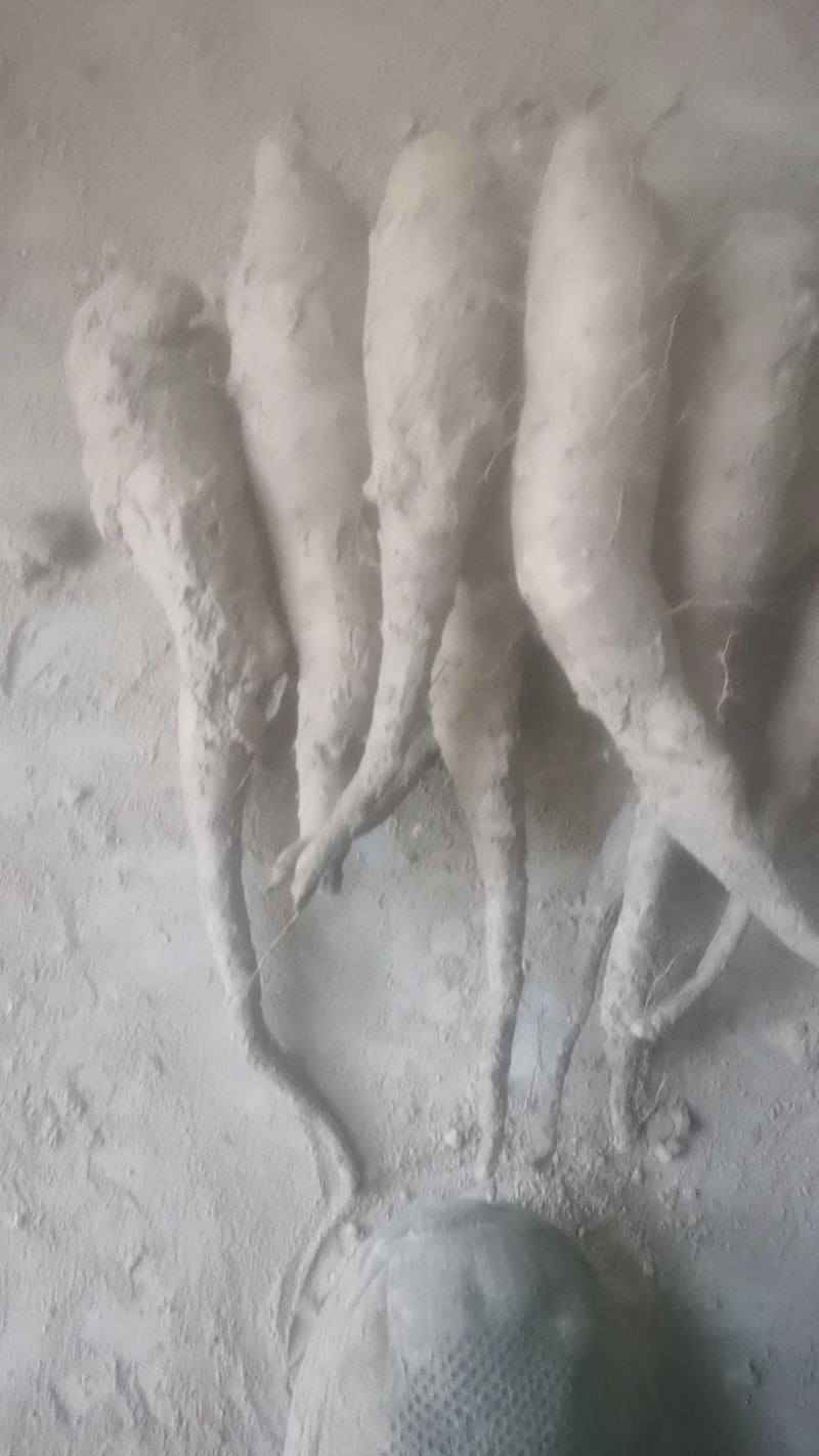 山药豆苗