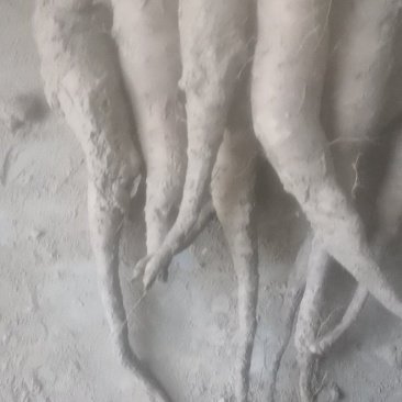山药豆苗