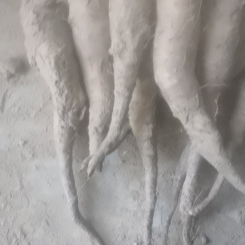 山药豆苗
