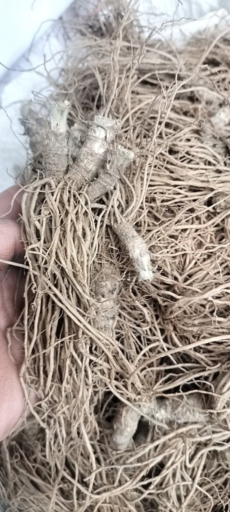 地胆头，新鲜地胆头价格便宜，产地直销一手价。