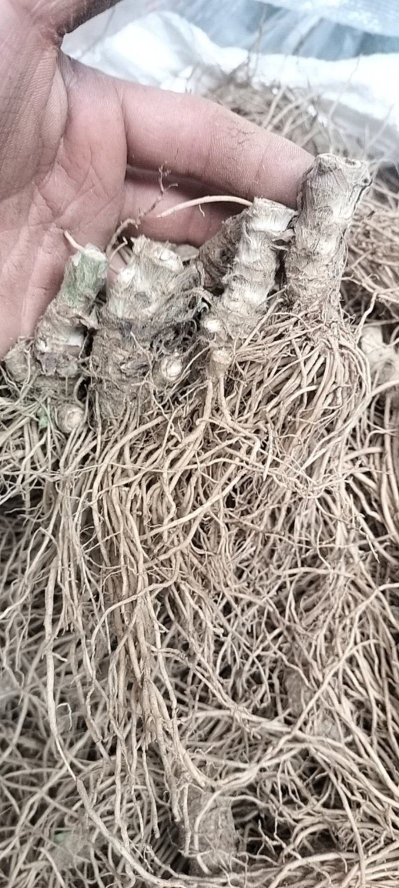 地胆头，新鲜地胆头价格便宜，产地直销一手价。