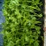 精品芹菜苗根系发达