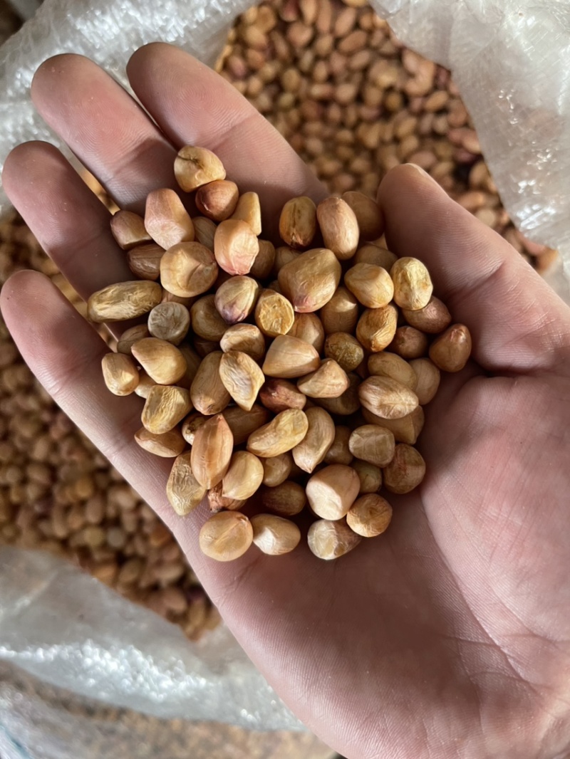 鲁花精选米，电商专用花生米，白沙精选米，油料米
