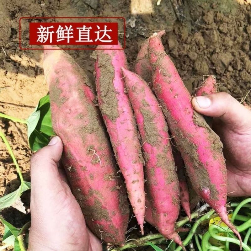 烟薯25烤薯软糯香甜质优价廉产地批发全国发货