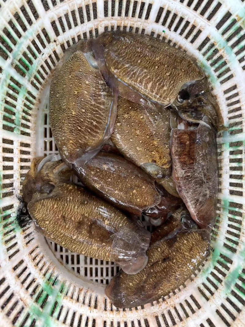 墨鱼~活冻墨鱼真空包裝~刺身~专用~酒席~酒店~会所~婚