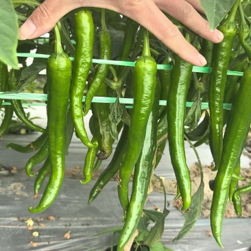 湘研55号大量货源供应要货的老板联系我