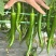 湘研55号大量货源供应要货的老板联系我