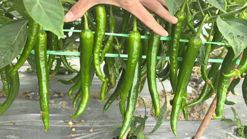 湘研55号大量货源供应要货的老板联系我