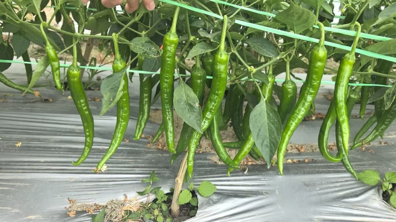 湘研55号大量货源供应要货的老板联系我
