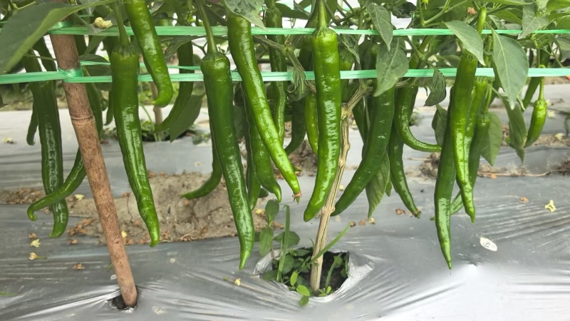 湘研55号大量货源供应要货的老板联系我