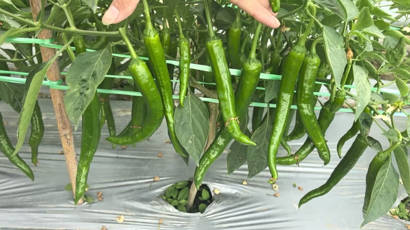 湘研55号大量货源供应要货的老板联系我