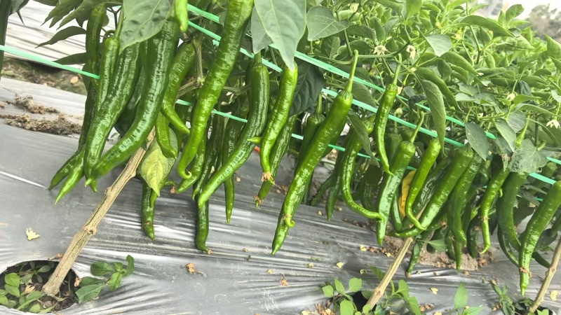 湘研55号大量货源供应要货的老板联系我