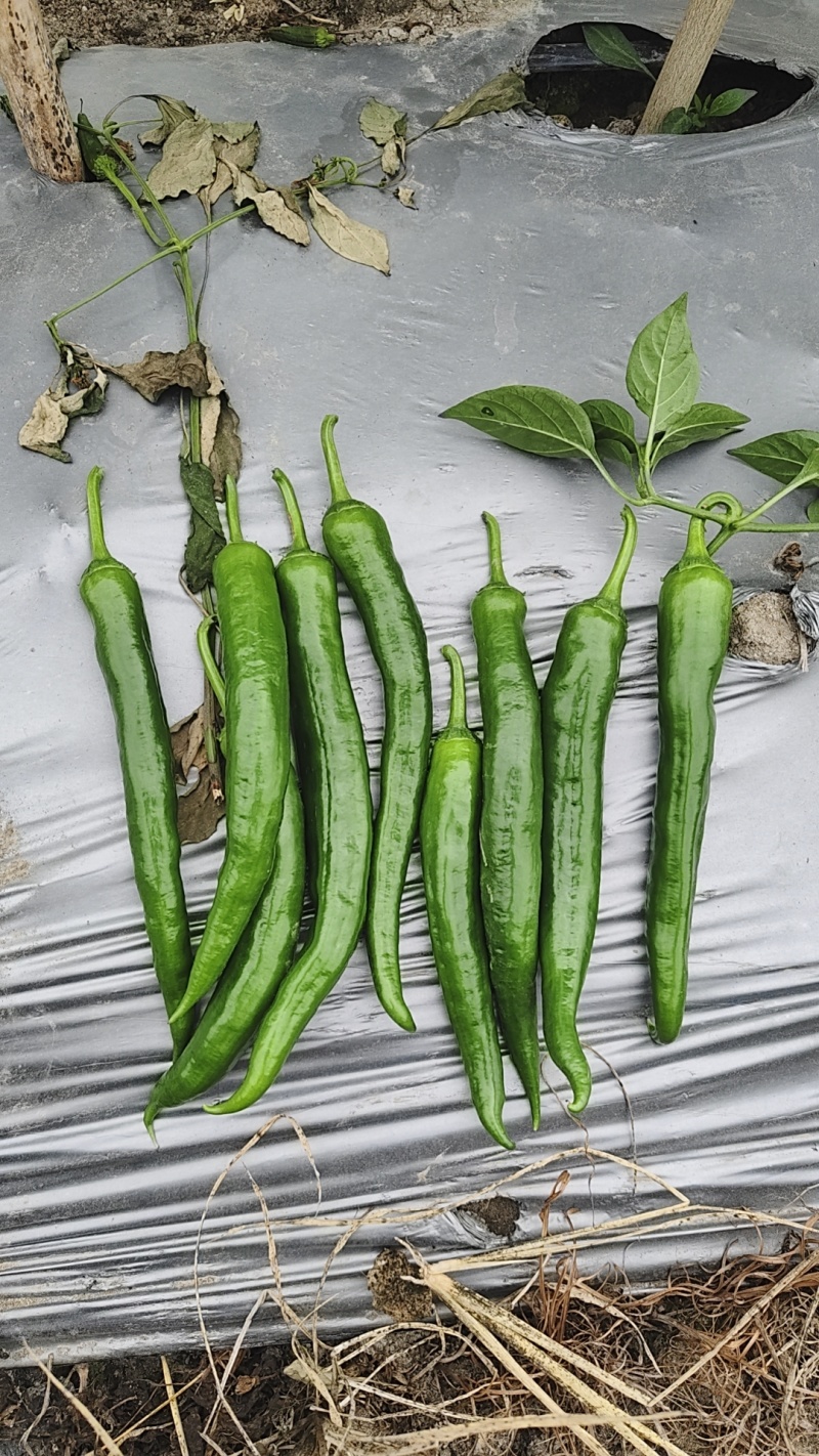 湘研55号大量货源供应要货的老板联系我
