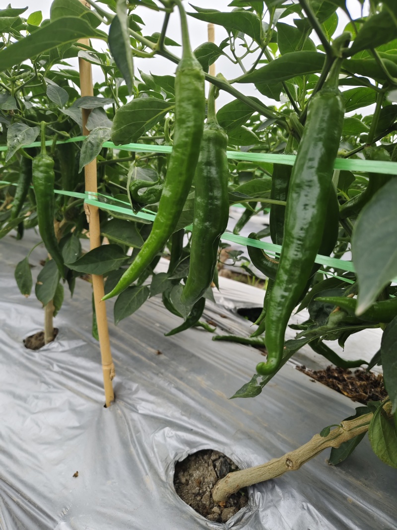 湘研55号大量货源供应要货的老板联系我