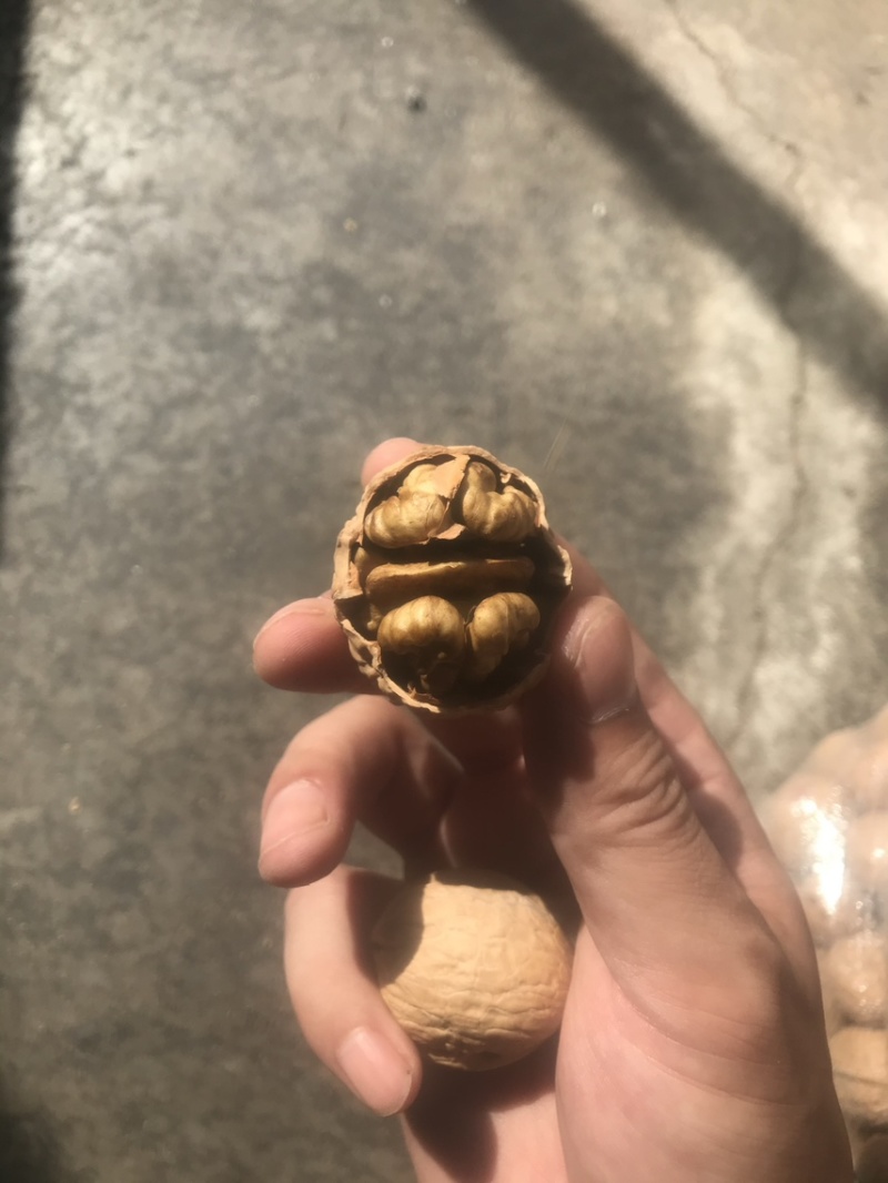 薄皮核桃，新疆核桃，山东核桃，纸皮核桃，香玲核桃