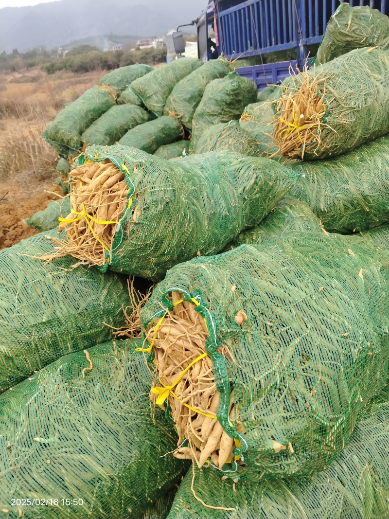 百部鲜货，百部干货供应，年份高，折干率高，加工厂一手货源
