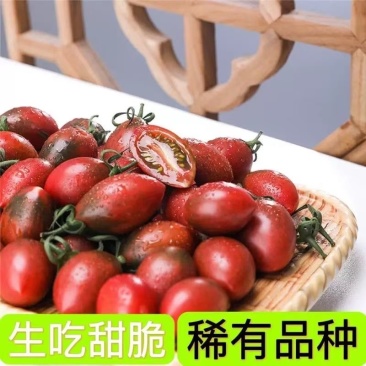 福建子弹头小番茄当季新鲜货对接一件代发社区团购电商市场