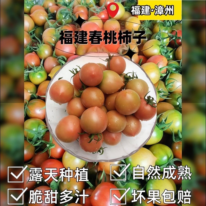 福建春桃圣女果小柿子保质保量可以一件代发批发对接商超