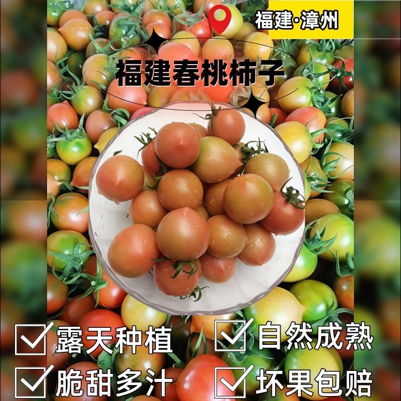 福建春桃圣女果小柿子保质保量可以一件代发批发对接商超
