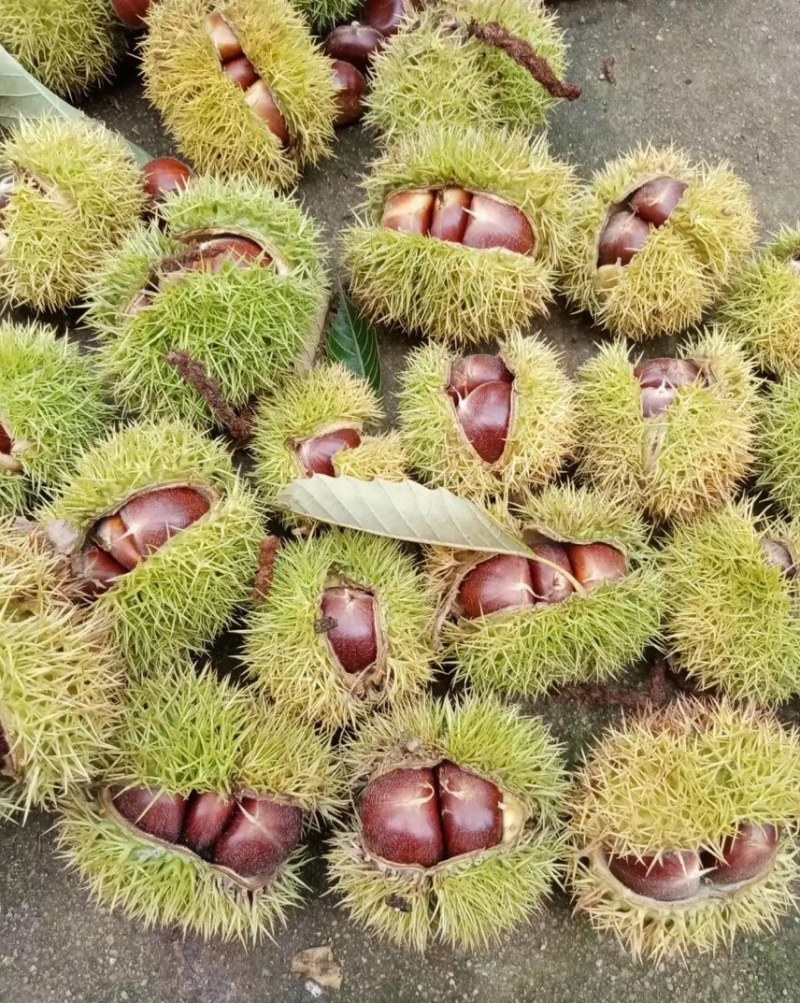 板栗，油板栗，炒锅专用油板栗，产地直发。