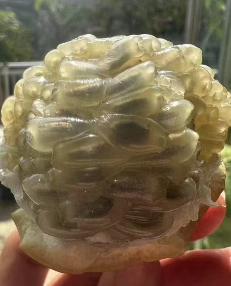 热情果大量上市