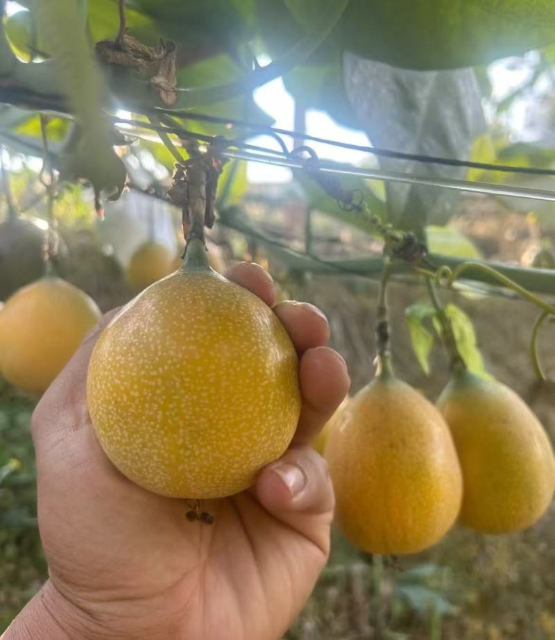 热情果大量上市