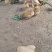 放养三黄鸡