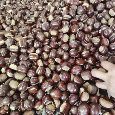 油栗板栗糖炒栗子地摊果仁金黄油栗板栗过筛精选