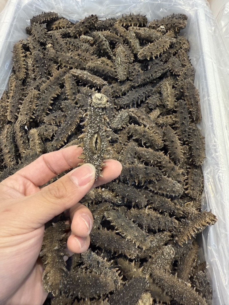 大连辽参气化淡干海参保发8斤现货可拿样品纯