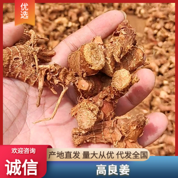 【精品】广东徐闻高良姜大量供应优选好货产地直发欢迎订购