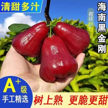 莲雾海南黑金刚莲雾新鲜水果热带水果仙女果脆甜雾莲孕妇一整
