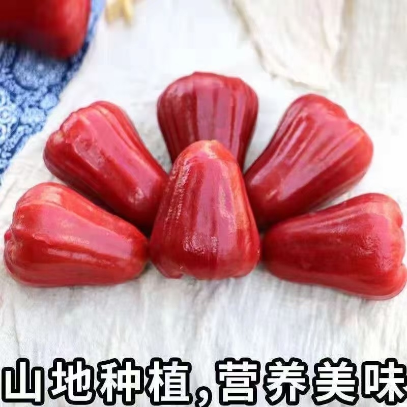 莲雾海南黑金刚莲雾新鲜水果热带水果仙女果脆甜雾莲孕妇一整