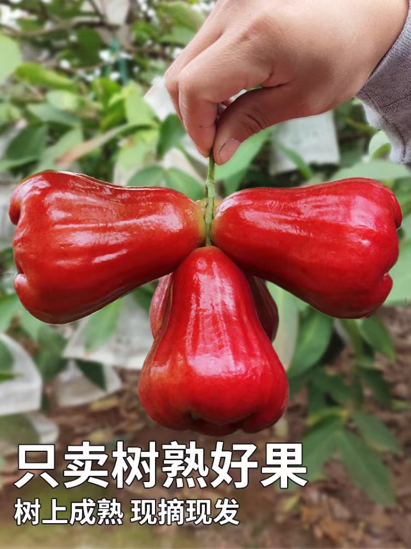 莲雾海南黑金刚莲雾新鲜水果热带水果仙女果脆甜雾莲孕妇一整