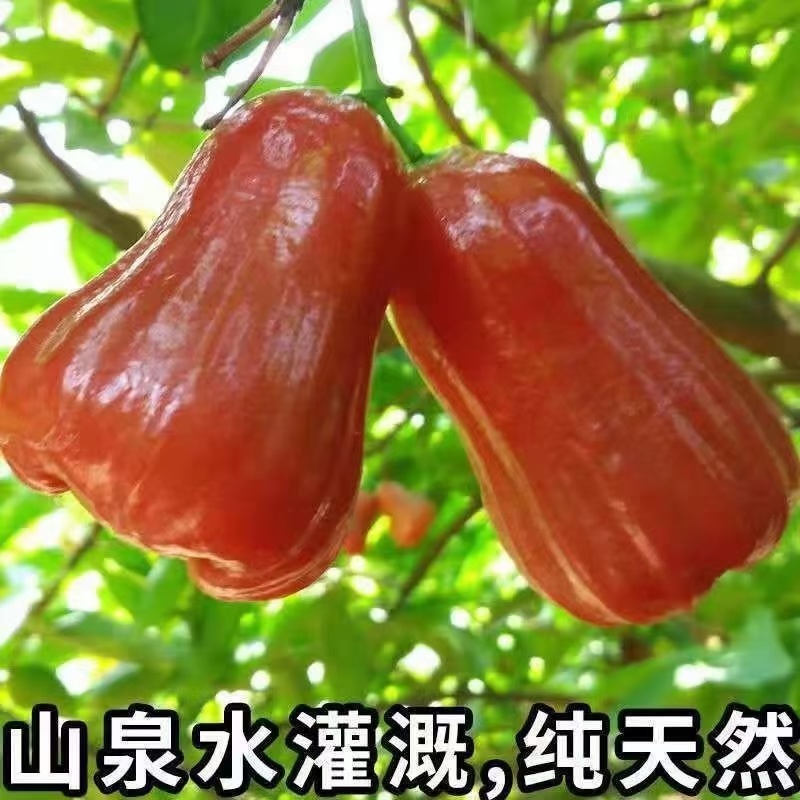 莲雾海南黑金刚莲雾新鲜水果热带水果仙女果脆甜雾莲孕妇一整