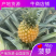 广东徐闻【菠萝】产地批发，货源充足，市场工厂可供。