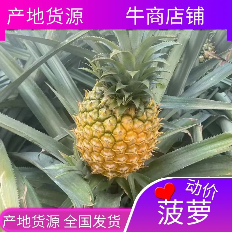 广东徐闻【菠萝】产地批发，货源充足，市场工厂可供。