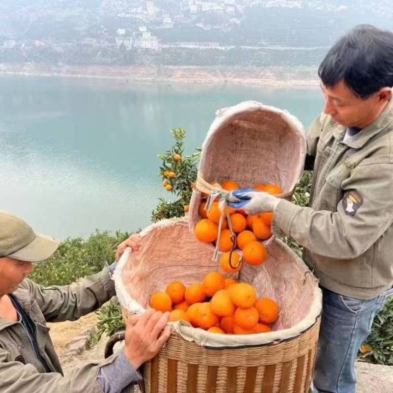 甄选伦晚脐橙好脐橙汁水充盈诚信卖货老板您需要找我
