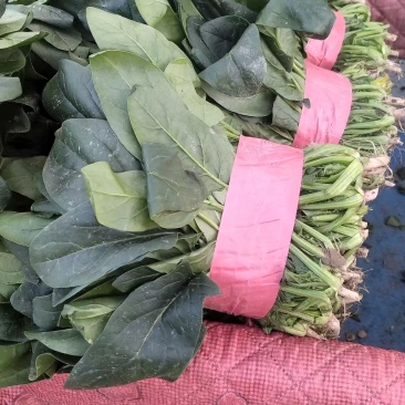 菠菜直杆菠菜基地直发大量有货冷棚菠菜品质保证量大从优