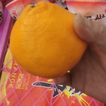 精品耙耙柑