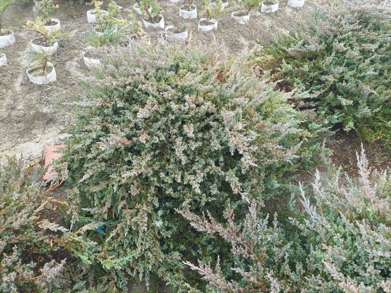 爬地柏球高度30cm，冠幅80cm、1m、1.2m，有量