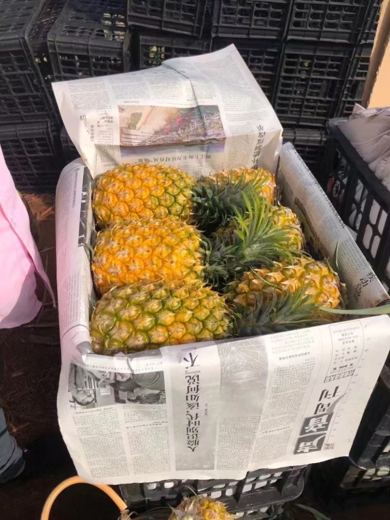 广东徐闻【菠萝】产地批发，货源充足，市场工厂可供。