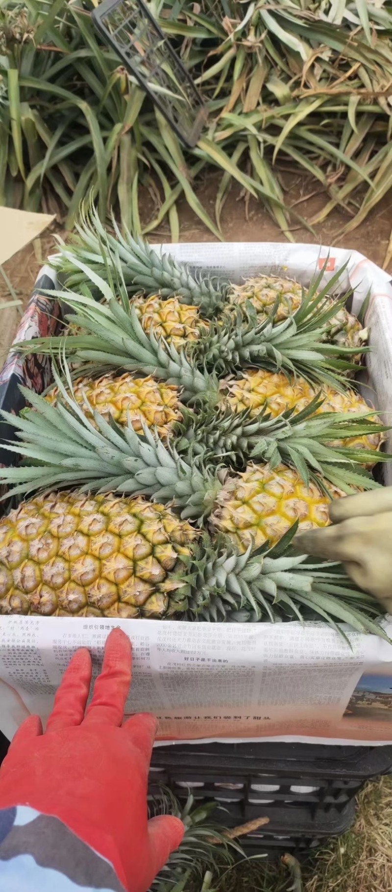 广东徐闻【菠萝】产地批发，货源充足，市场工厂可供。