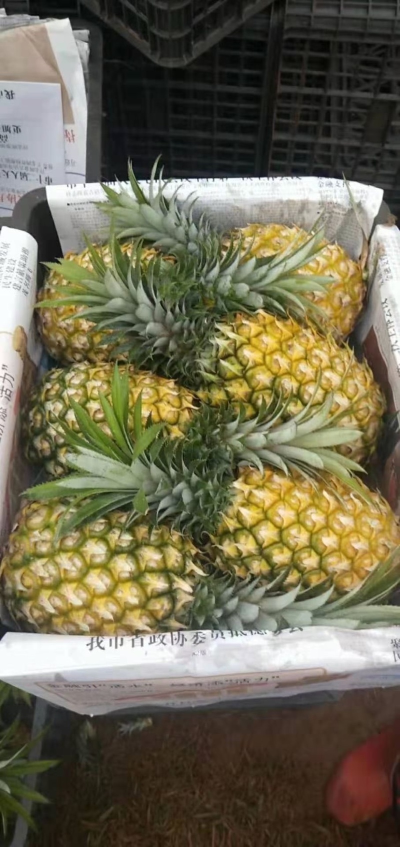 广东徐闻【菠萝】产地批发，货源充足，市场工厂可供。