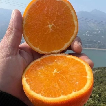 甄选伦晚脐橙诚信的我买诚信的果无套路真心用心