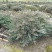 爬地柏球高度30cm，冠幅80cm、1m、1.2m，有量